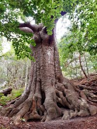 Sprookjesachtige oude boom